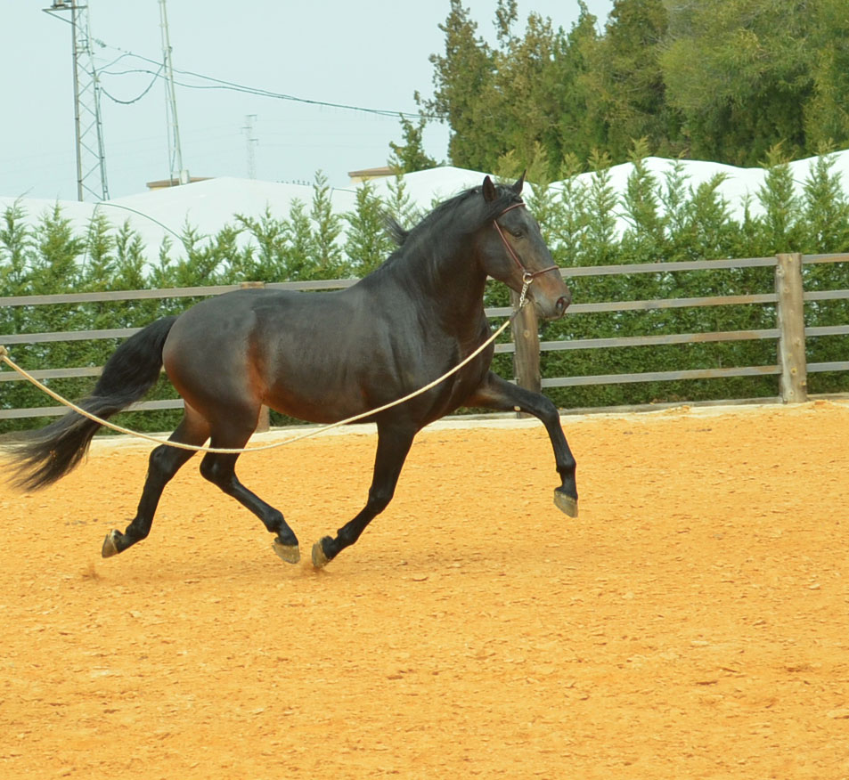 Listado de Caballos en Venta